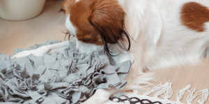 Beitragsbild des Blogbeitrags Schnüffelteppich für Hunde selber machen 