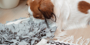 Beitragsbild des Blogbeitrags Schnüffelteppich für Hunde selber machen