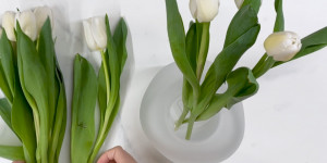 Beitragsbild des Blogbeitrags Wie bleiben Tulpen frisch? 6 ultimative Tipps für die Frühlingsboten
