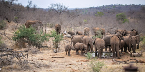 Beitragsbild des Blogbeitrags Wissenswertes für eine Südafrika Safari im Krüger Nationalpark 