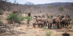 Beitragsbild des Blogbeitrags Wissenswertes für eine Südafrika Safari im Krüger Nationalpark