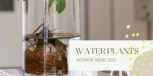 Beitragsbild des Blogbeitrags Water Plants: der Pflanzentrend ohne Erde
