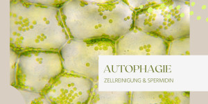 Beitragsbild des Blogbeitrags Autophagie: Zellreinigung und die Kraft von Spermidin 