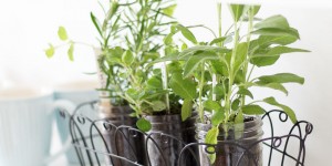 Beitragsbild des Blogbeitrags DIY Kräutergarten für die Küche im Mason Jar 