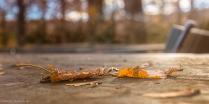 Beitragsbild des Blogbeitrags Wohin in Wien – Veranstaltungstipps 09.11. – 15.11.2017