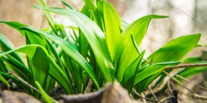 Beitragsbild des Blogbeitrags Bärlauch Guide – richtig sammeln und verarbeiten.