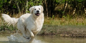 Beitragsbild des Blogbeitrags Baden mit dem Hund in Wien