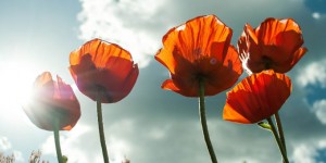 Beitragsbild des Blogbeitrags Das war mein Sommer 2016