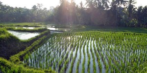 Beitragsbild des Blogbeitrags Bali: Spaziergang in den Reisfeldern um Ubud 