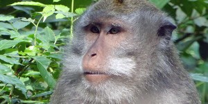 Beitragsbild des Blogbeitrags Bali: Ubud Monkey Forest 