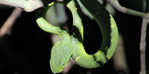 Beitragsbild des Blogbeitrags Costa Rica: Night Tour im Monteverde Nebelwald 