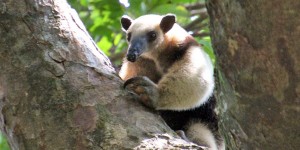 Beitragsbild des Blogbeitrags Costa Rica: Nationalpark Rincón de la Vieja 