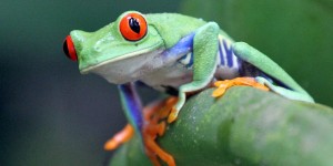 Beitragsbild des Blogbeitrags Costa Rica: Schmetterlingsfarm in La Fortuna – Butterfly Conservatory 