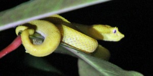 Beitragsbild des Blogbeitrags Costa Rica: Night Walk in Quepos