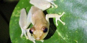 Beitragsbild des Blogbeitrags Costa Rica: Nachtspaziergang bei der Nicuesa Lodge