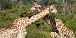 Beitragsbild des Blogbeitrags Botswana – Safari im Chobe Nationalpark