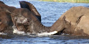 Beitragsbild des Blogbeitrags Botswana – Bootssafari im Chobe Nationalpark