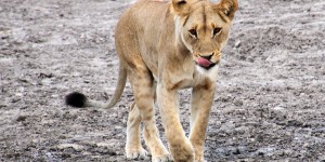 Beitragsbild des Blogbeitrags Botswana – Katzenglück in der Savuti Region
