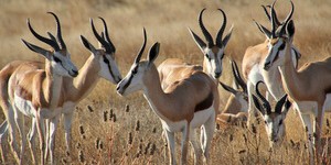 Beitragsbild des Blogbeitrags Botswana – alleine in der Kalahari