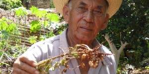Beitragsbild des Blogbeitrags Mayakultur auf der Halbinsel Yucatán 