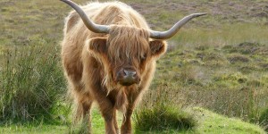 Beitragsbild des Blogbeitrags Schottland: Isle of Skye | Dunvegan Castle 