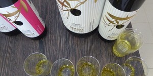 Beitragsbild des Blogbeitrags Olivenölverkostung in Vodnjan 