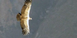 Beitragsbild des Blogbeitrags Andenkondore im Canyon de Colca