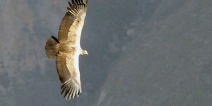 Beitragsbild des Blogbeitrags Andenkondore im  Canyon de Colca 