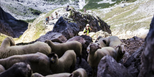 Beitragsbild des Blogbeitrags Trailruns und Bergläufe in Salzburg ➤ Termine 2024 