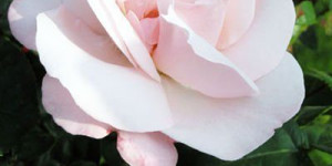 Beitragsbild des Blogbeitrags 8. März – Frauentag 2024