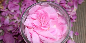 Beitragsbild des Blogbeitrags Rosa damascena - die duftende Freundin / Róża damasceńska - pachnąca przyjaciółka 