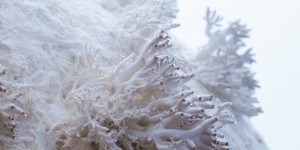 Beitragsbild des Blogbeitrags Pilzleder 