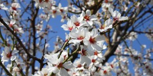 Beitragsbild des Blogbeitrags Nach welchem Frühling wollen wir uns sehnen? 