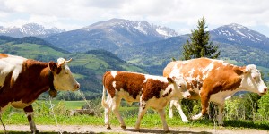 Beitragsbild des Blogbeitrags Heumilch aus der Region hat wieder einen Wert