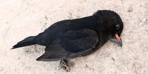 Beitragsbild des Blogbeitrags Neonicotinoide – unaussprechlich gefährlich
