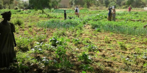 Beitragsbild des Blogbeitrags Landwirtschaftliche Oasen im Hot Spot Afrika 
