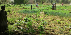 Beitragsbild des Blogbeitrags Landwirtschaftliche Oasen im Hot Spot Afrika