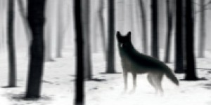 Beitragsbild des Blogbeitrags Barry Award: Steve Hamilton und Adrian McKinty sind nominiert