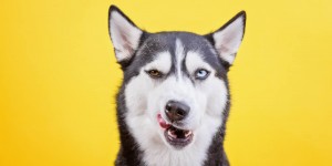 Beitragsbild des Blogbeitrags Ruhe bewahren und Größe zeigen: Mit dummen Bemerkungen umgehen