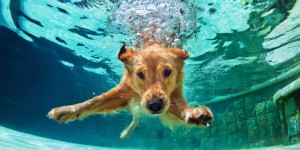 Beitragsbild des Blogbeitrags Auf zu neuen Ufern! Warum sich Bewerben im Sommer lohnt