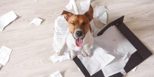 Beitragsbild des Blogbeitrags Datenlöschung for Dummies: Wie vernichte ich Bewerberdaten richtig?
