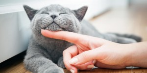 Beitragsbild des Blogbeitrags Schnurren und Krallen ausfahren: Was wir uns von Katzen im Job abschauen können