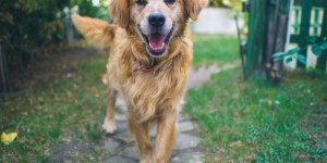 Beitragsbild des Blogbeitrags Zum Tag des Hundes: 5 Jobs mit Kontakt zu 4 Beinen