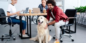 Beitragsbild des Blogbeitrags Büronachbar Hund: Tipps für den Umgang mit vierbeinigen Kollegen 
