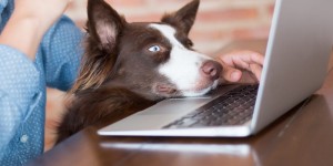 Beitragsbild des Blogbeitrags Ein Tag im Zeichen des Bürohundes #dogsofinstagram