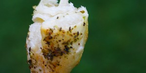 Beitragsbild des Blogbeitrags würzige Blätterteiglollis