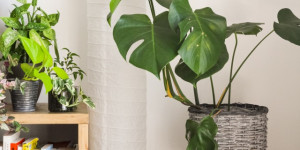 Beitragsbild des Blogbeitrags Zimmerpflanzen als Home Decor und Luftreiniger 