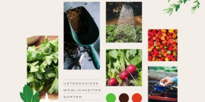 Beitragsbild des Blogbeitrags Anbau von Gemüse und Kräuter! Im Garten oder auf dem Balkon