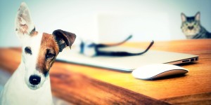 Beitragsbild des Blogbeitrags Bürohunde – Vier Pfoten für den entspannten Arbeitsplatz 