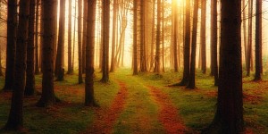 Beitragsbild des Blogbeitrags Sei berüchtigt! 10 spirituelle Zitate des Sufi-Mystikers “Rumi” 